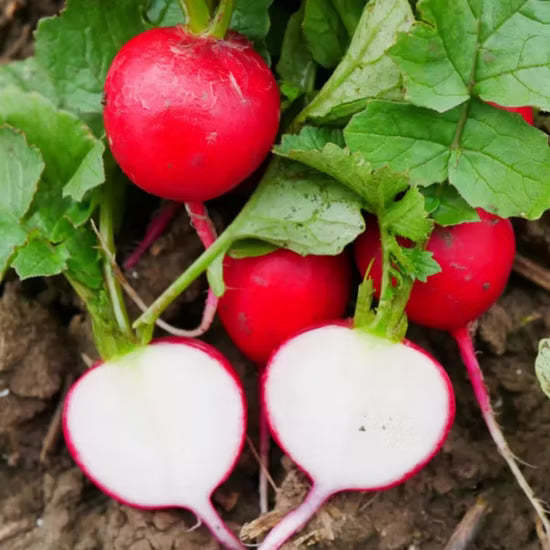 Organic Confetti Mix Cherry Radish Seeds for Planting heirloom & Non-GMO Seeds