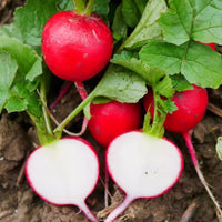 Organic Confetti Mix Cherry Radish Seeds for Planting heirloom & Non-GMO Seeds