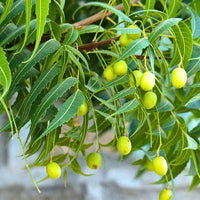 Mature Neem tree thriving in an outdoor landscape with lush greenery.