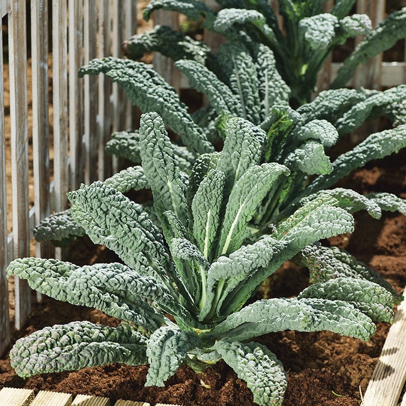 Heirloom Nero Di Toscana kale seeds with dark green leafy vegetable variety