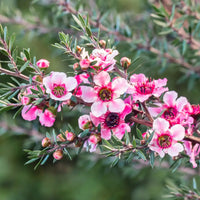 Pink Manuka Honey Teatree Leptospermum Scoparium Flower Seeds for Planting - 100 pcs