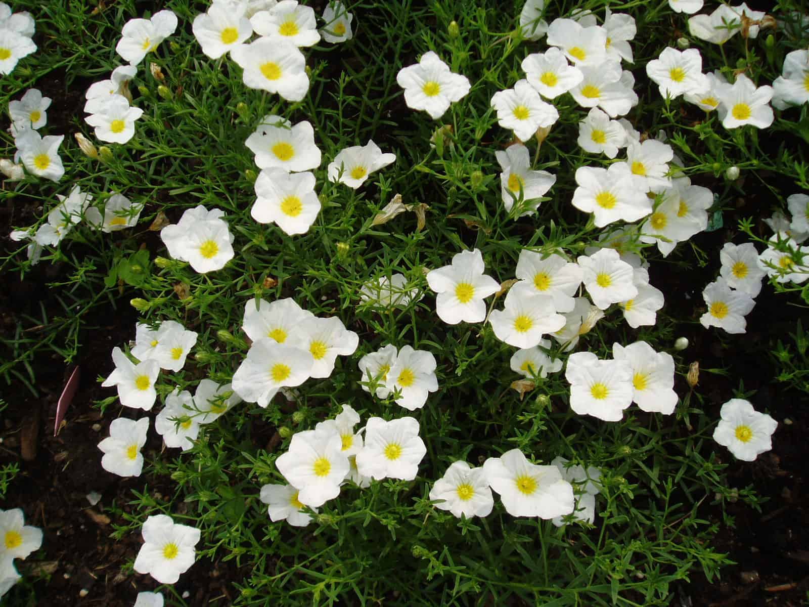 Heirloom Nierembergia Flower Seeds, Non-GMO Spreading Blooms for Planting - Nierembergia for planting in home garden