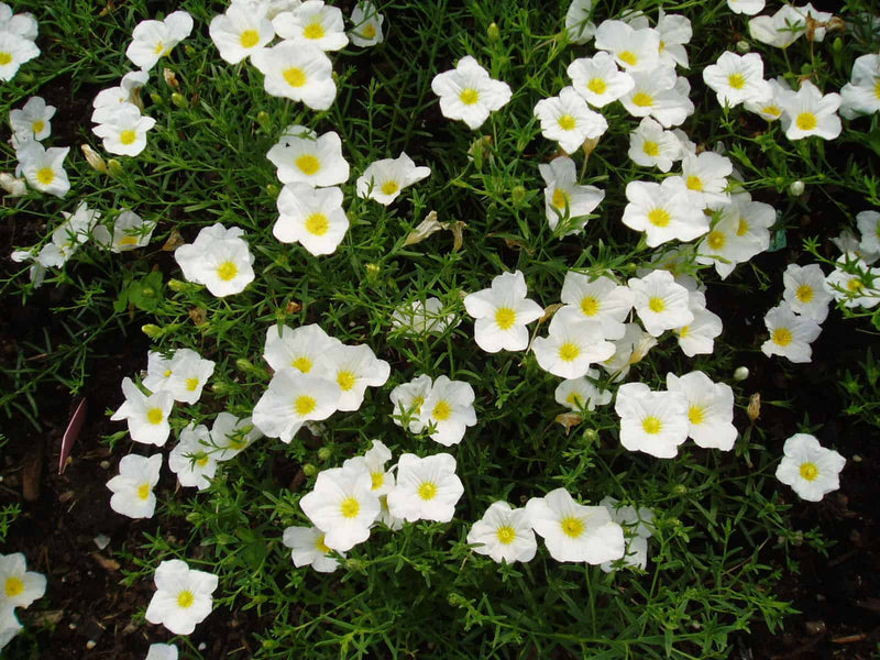 Heirloom Nierembergia Flower Seeds, Non-GMO Spreading Blooms for Planting - Nierembergia for planting in home garden