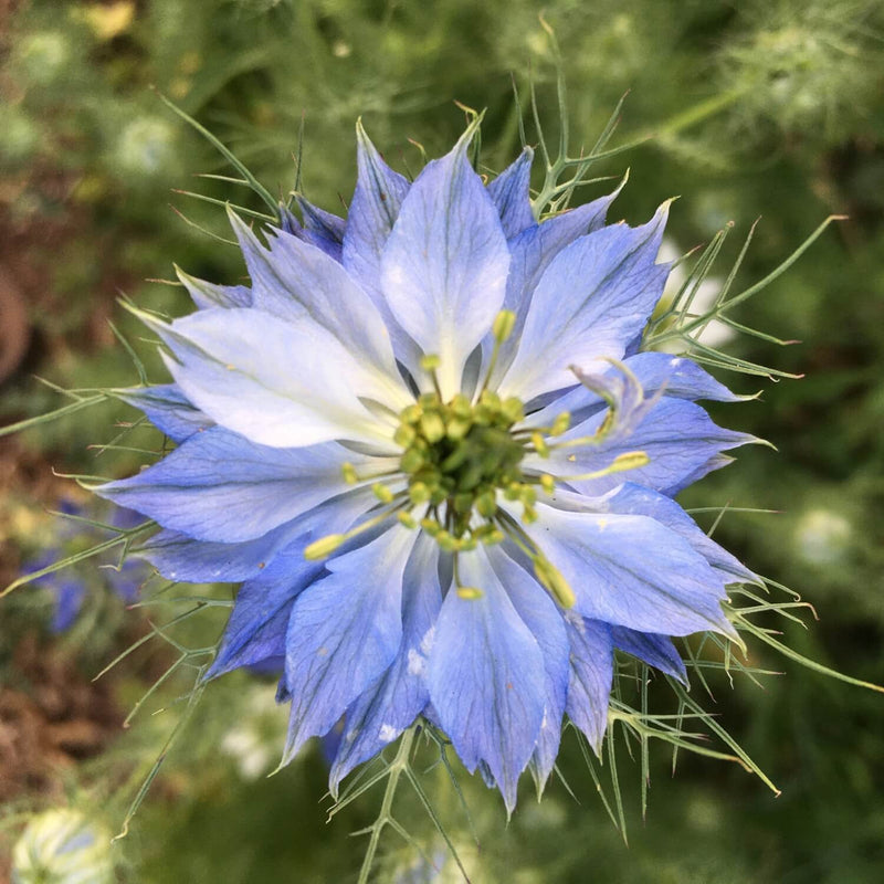 Heirloom Non-GMO Nigella Damascus Flower Seeds for Planting – Unique Blooms for Cottage Gardens