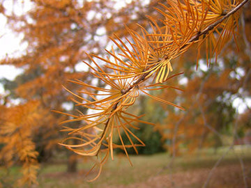 Orange Larch Plant Seeds for Planting - NON GMO Seeds for planting in home garden