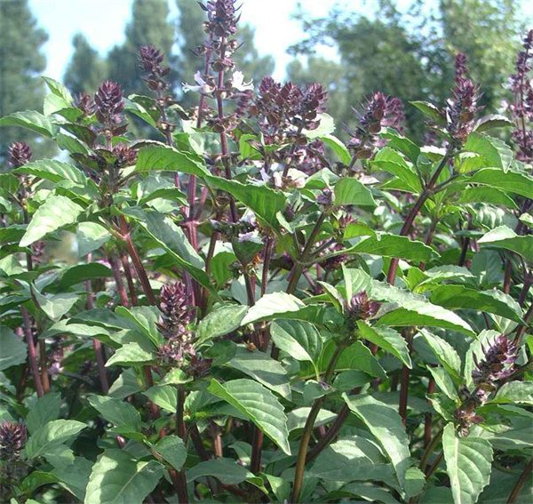 Ocimum Gratissimum Herb Seeds