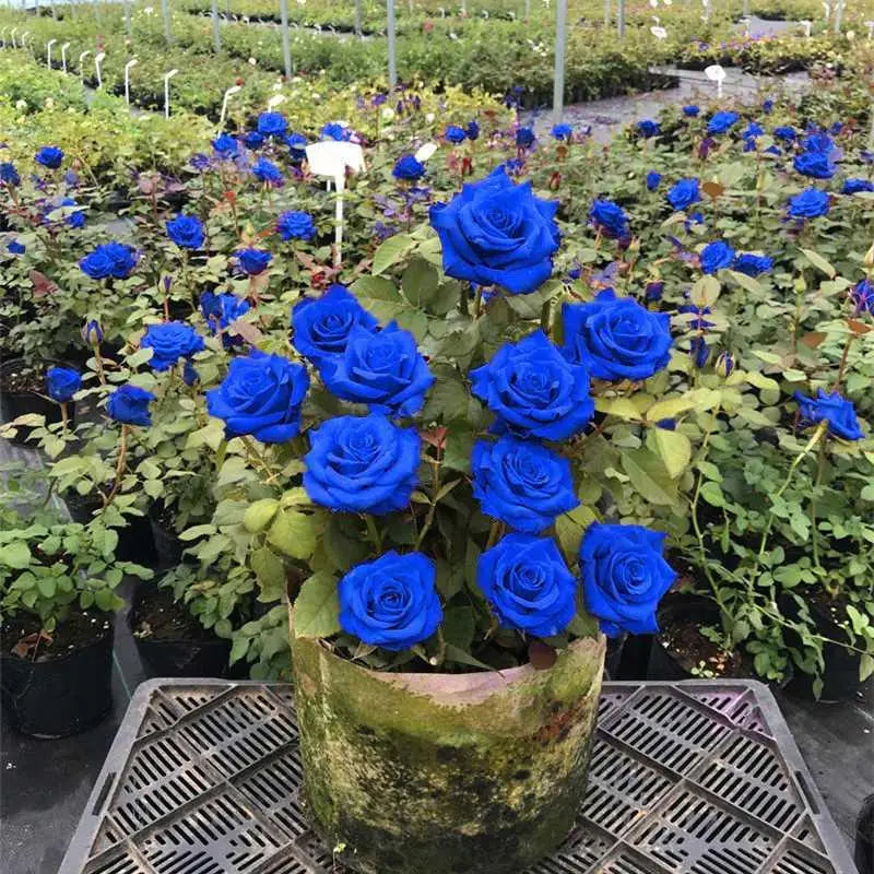 Climbing Rose Flower Seeds for Planting, Heirloom, Non-GMO