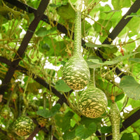Speckled Swan Gourd Seeds for Planting heirloom & Non-GMO Seeds