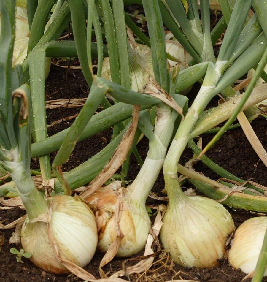 Ailsa Craig Onion Seeds for Home Garden Planting | Heirloom Non-GMO