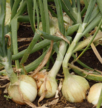 Ailsa Craig Onion Seeds for Home Garden Planting | Heirloom Non-GMO