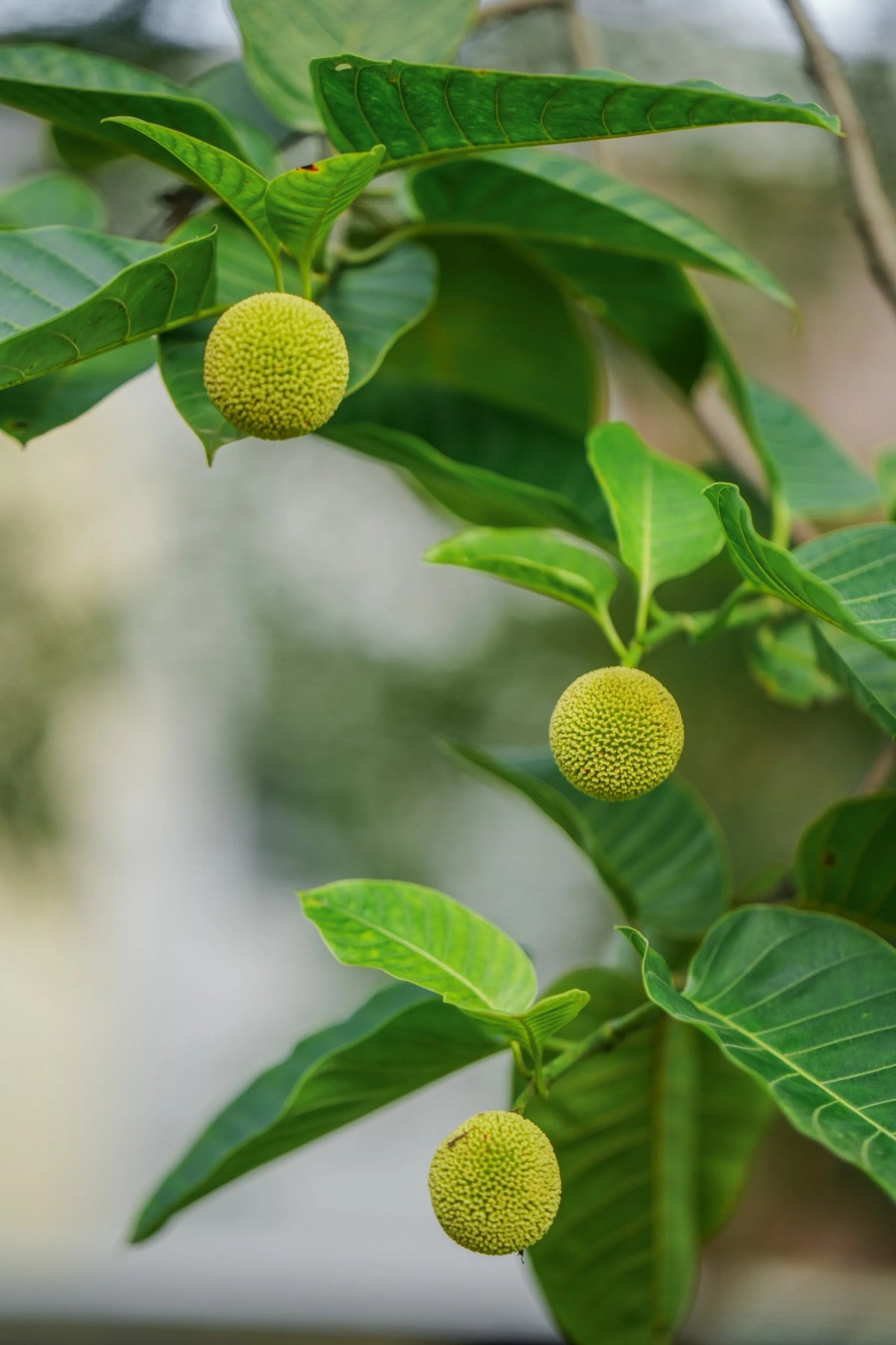 Green Anthocephalus Kadamba Plant Seeds for Planting - NON GMO Seeds for planting in home garden