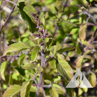 Holy Basil (Tulsi) Herb Seeds