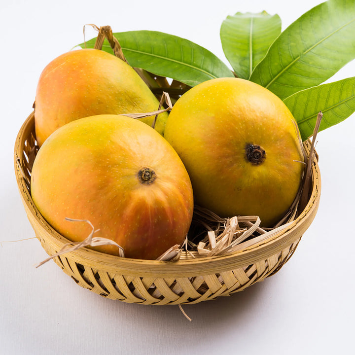 Alphonso Mango Fruit Seeds for Planting – Heirloom Hapus Variety, Sweet & Aromatic Tropical Mangoes