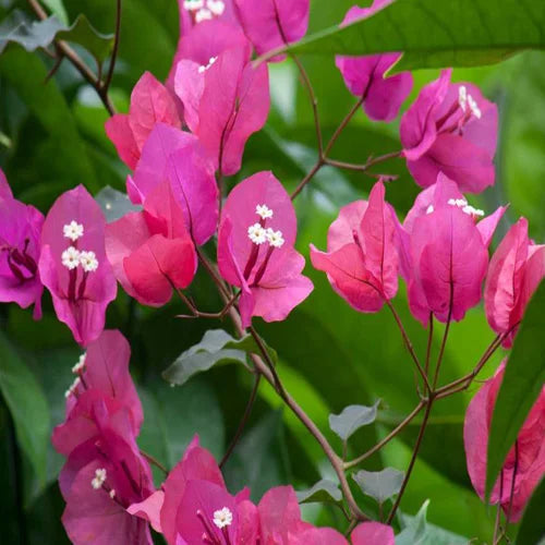 Buganvilla Flower Seeds for Planting - NON GMO Seeds