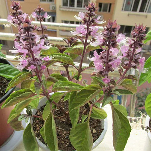 Ocimum Gratissimum Herb Seeds
