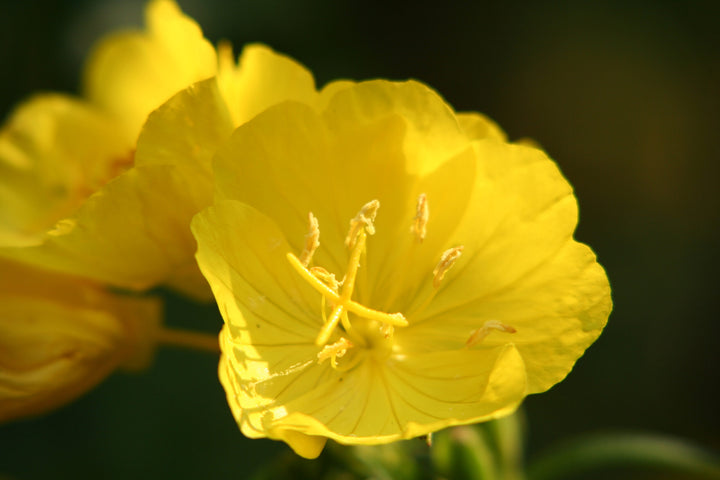 Oenothera Lamarckiana Flower Seeds, Heirloom, Non-GMO Seeds for Planting