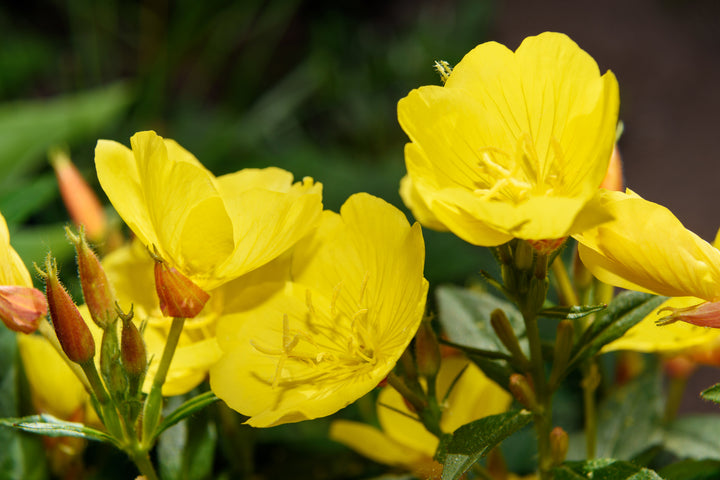 Oenothera Lamarckiana Flower Seeds, Heirloom, Non-GMO Seeds for Planting