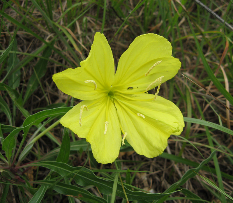 Oenothera Missouriensis Flower Seeds – Heirloom Non-GMO Seeds for Evening Bloom and Garden Planting
