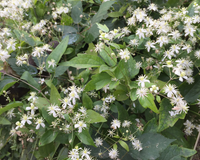 Heirloom Old Man’s Beard Flower Seeds, Non-GMO Feathered Blooms for Planting