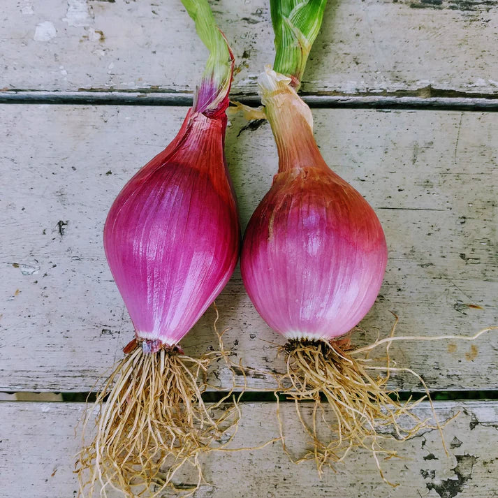 Tropeana Lunga Heirloom Onion Vegetable Seeds