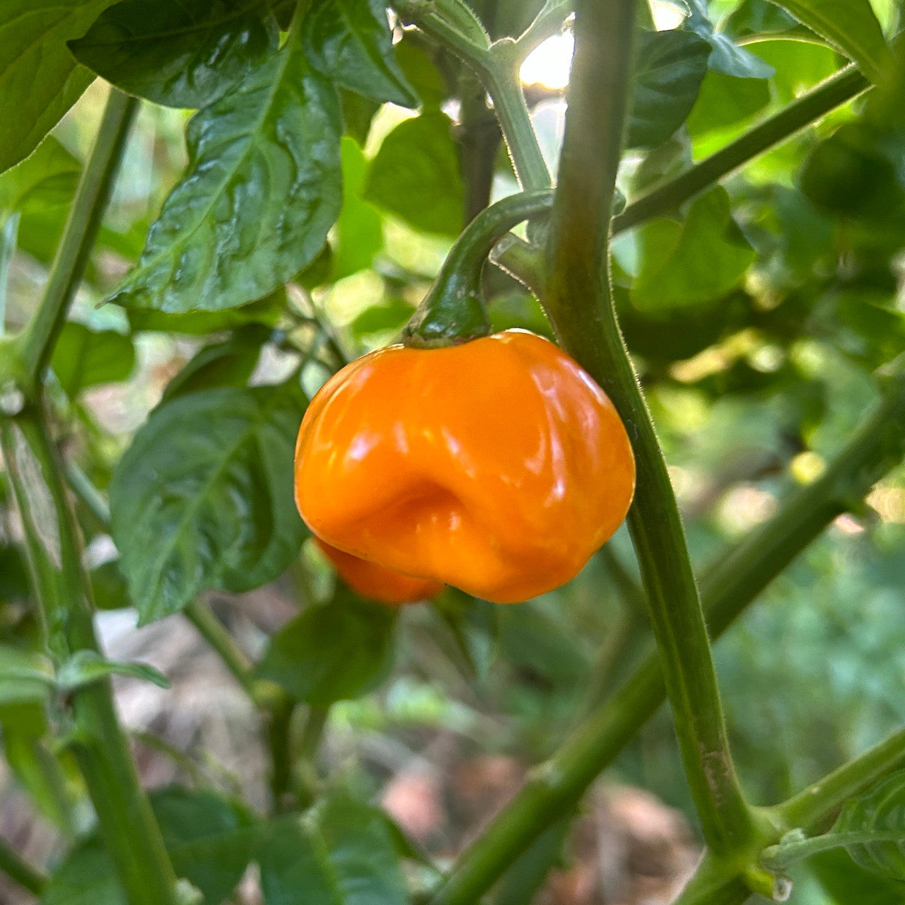 Heirloom Yellow Scotch Bonnet Capsicum annuum seeds for pots and raised beds