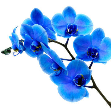 Organic Blue Phalaenopsis Orchid Flower Seeds for Planting ƒ?? Heirloom, Non-GMO Seeds for planting in your garden.