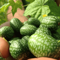 West Indian Gherkin Cucumber Seeds for Planting - heirloom & Non-GMO Seeds