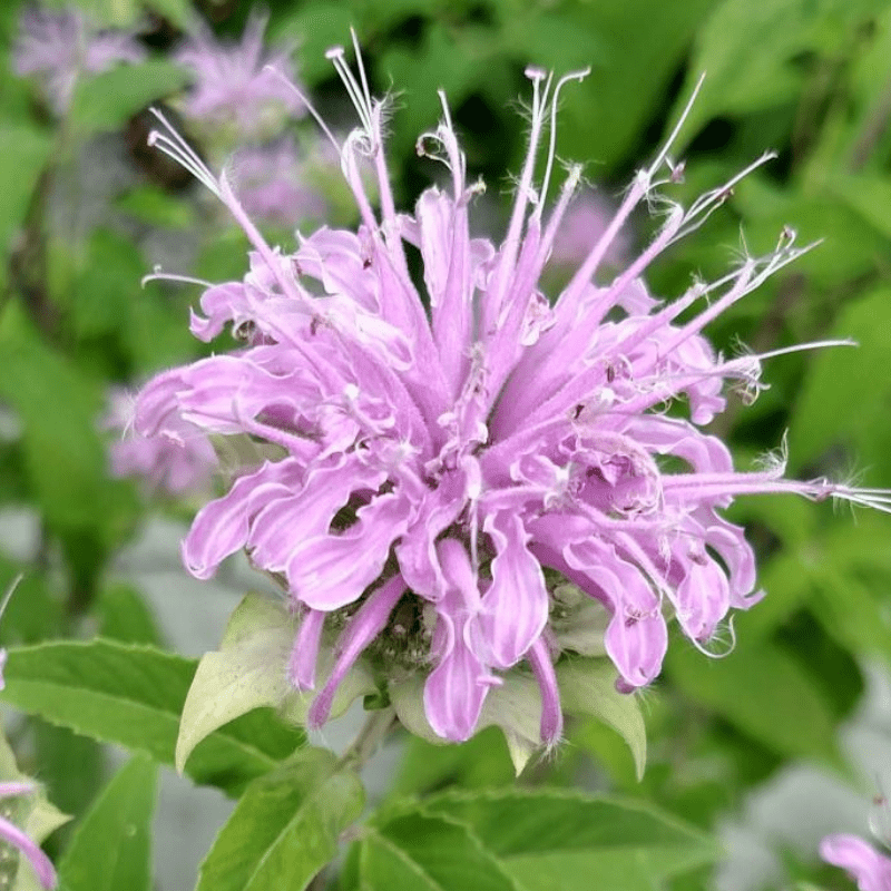Red Bergamot Monarda Flower Seeds Heirloom & Non GMO seeds for Planting