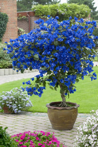 Ornamental Bougainvillea vine with vibrant blue-toned bracts.