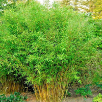 Ornamental Fargesia bamboo with lush green foliage outdoors.