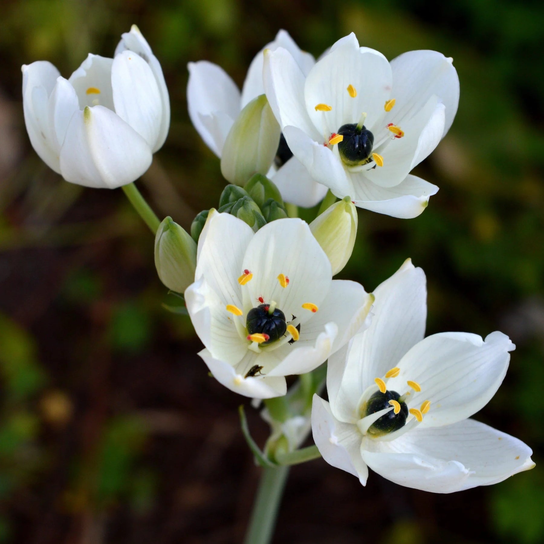 Star (Star scientific name) for planting in garden