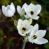 Star (Star scientific name) for planting in garden