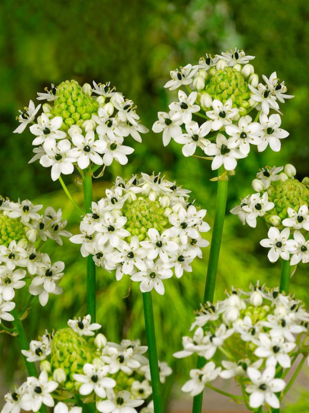 Heirloom Ornithogalum Saundersiae Flower Seeds for Garden Planting, Non-GMO, Starry White Blooms for Borders