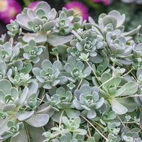 Orostachys Flower Seeds – Heirloom, Non-GMO Flower Seeds for Planting - Flower for planting in home garden