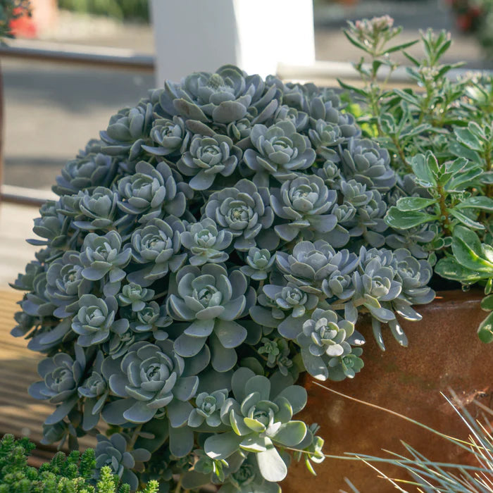 Orostachys Flower Seeds – Heirloom, Non-GMO Flower Seeds for Planting