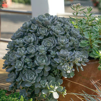 Orostachys Flower Seeds – Heirloom, Non-GMO Flower Seeds for Planting