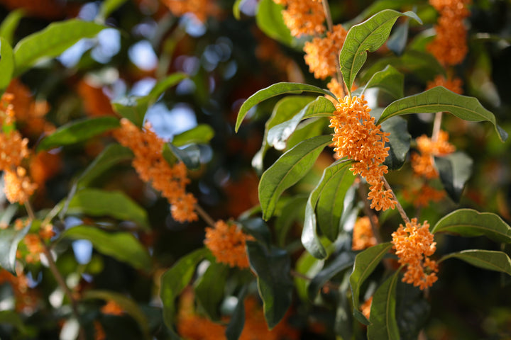 Heirloom Osmanthus Fragrans Flower Seeds, Non-GMO Fragrant Blooms for Planting