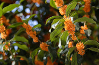 Heirloom Osmanthus Fragrans Flower Seeds, Non-GMO Fragrant Blooms for Planting