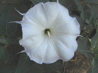 Toloache Wrightii flowering plant with elegant trumpet-shaped blooms