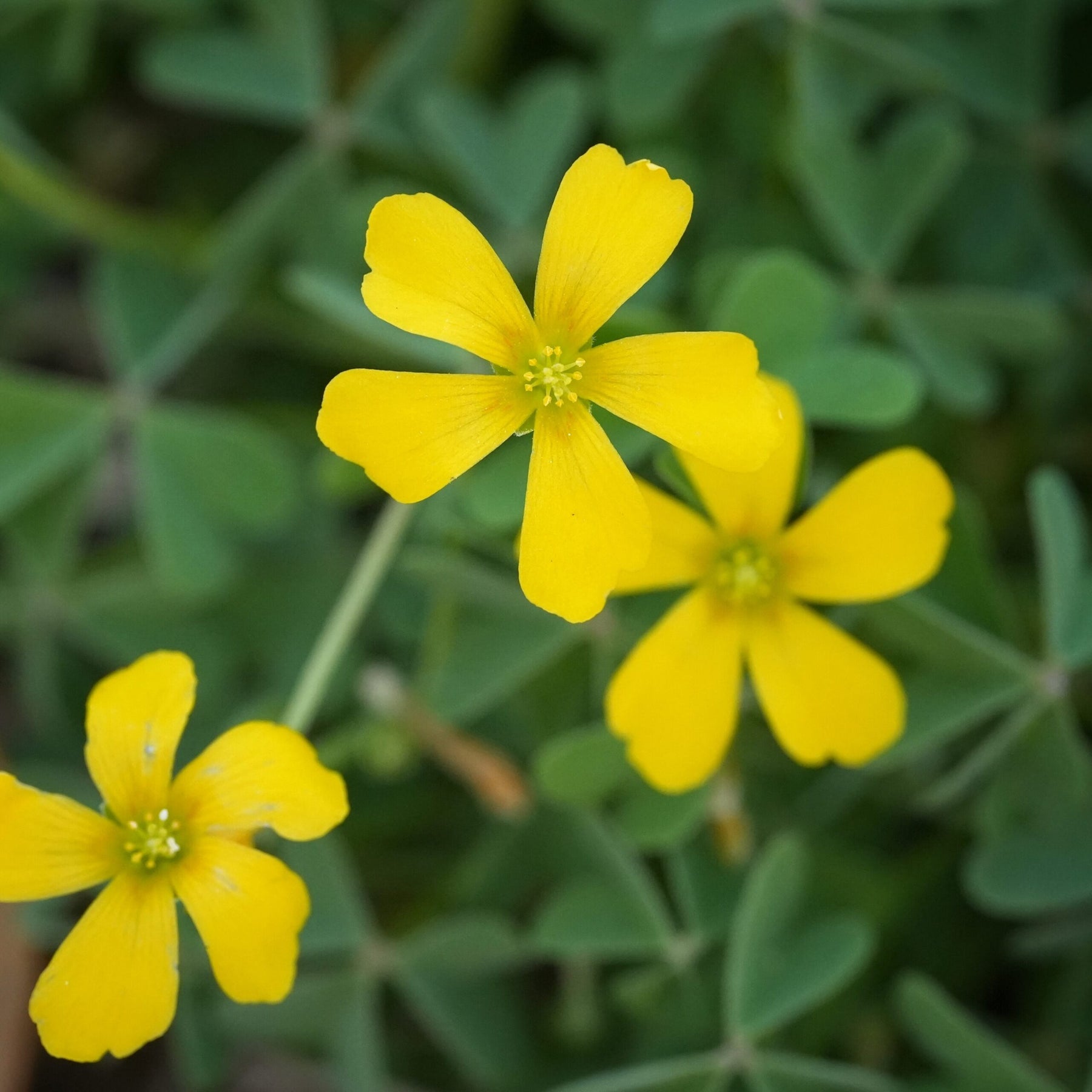 Yellow (Yellow scientific name) for planting in garden
