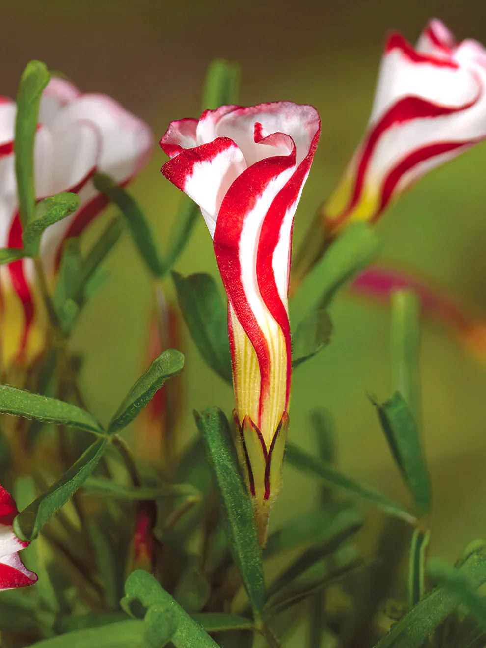 Candy Cane Sorrel Flower Seeds for Planting NON GMO Seeds