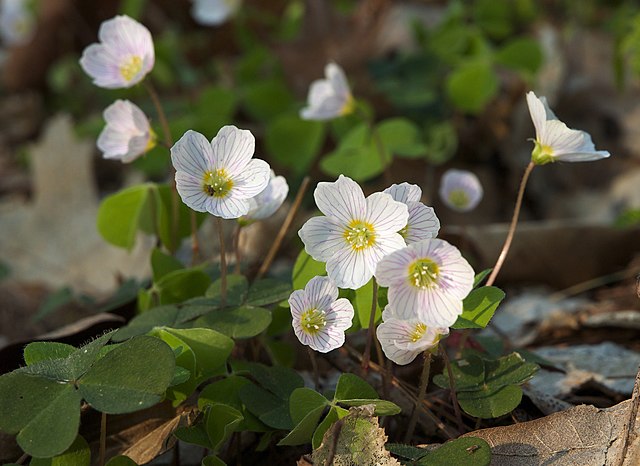 Oxalis Acetosella Flower Seeds for Planting - NON GMO Seeds