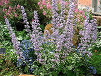 Blue Petromarula Pinnata Plant Seeds for Planting - NON GMO Seeds