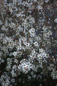 Heirloom Non-GMO Leptospermum Flower Seeds for Planting – Tea Tree Ornamental Garden Blooms