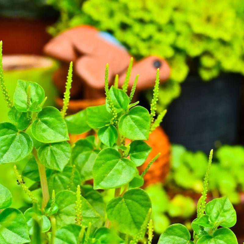 Peperomia Pellucida Seeds - Heirloom, Non-GMO, Perfect for Planting & Easy to Grow Garden Herb