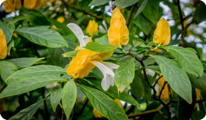 Pachystachys Lutea Plant Seeds for Planting, NON GMO Seeds