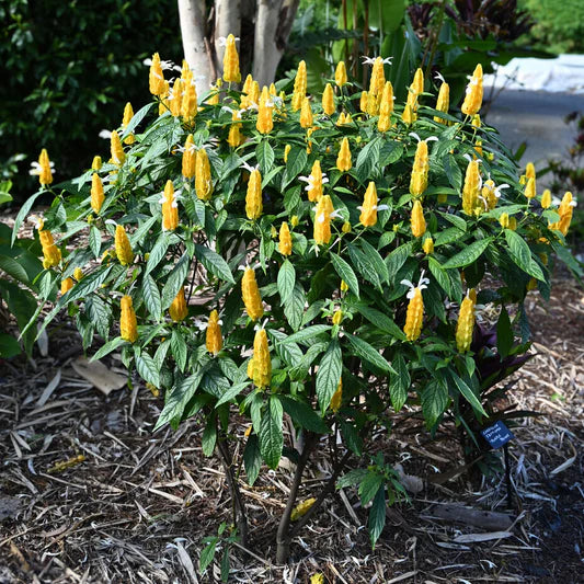 Deep Blue Pachystachys Lutea Seeds for Planting – Organic, Heirloom, Non-GMO