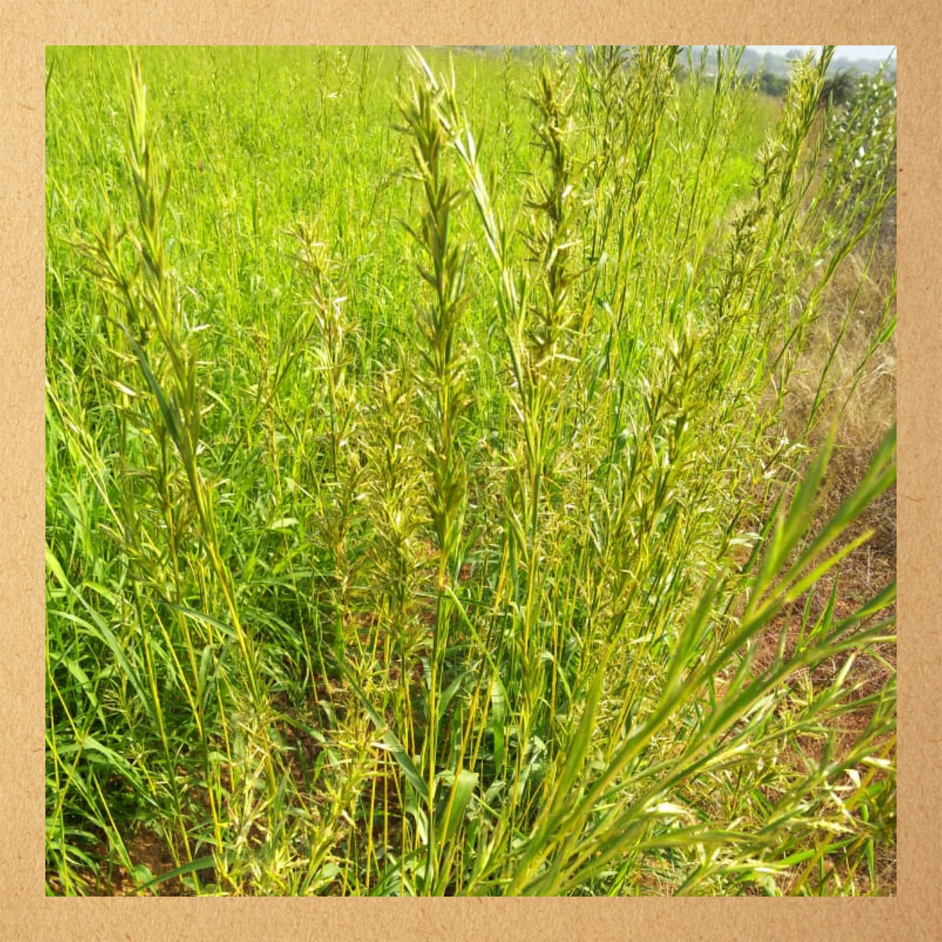Cymbopogon martinii (Palmarosa) ? 100% Pure Essential Oil