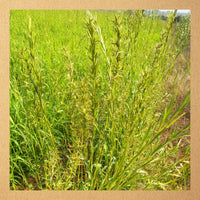 Cymbopogon martinii (Palmarosa) ? 100% Pure Essential Oil