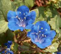 Blue (Blue scientific name) for planting in garden